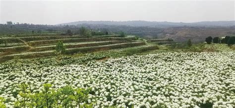 重庆花木种植基地，市政花卉种植基地批发