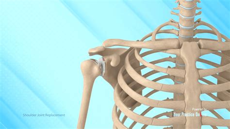 Shoulder Joint Bones
