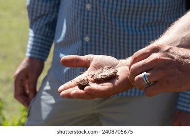 Image result for Giraffe Poop Facts