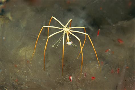 Absurd Creatures: Sea Spiders Won't Bite, But They Do Have Genitals in ...