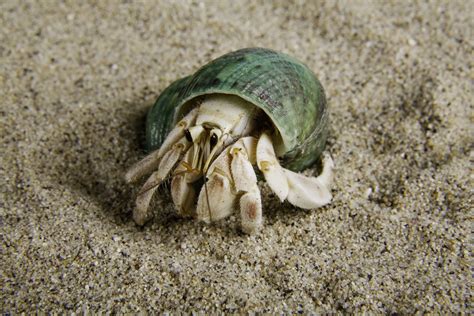 Hermit Crabs Species