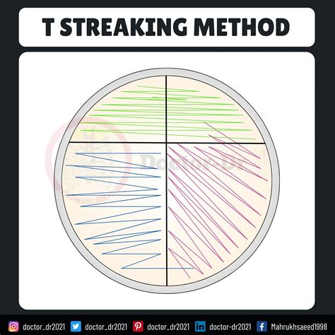 Streak Plate Method: A Complete Guide for Microbiologists