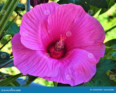 The Blossom of a Beautiful Pink Hibiscus Plant Stock Photo - Image of ...