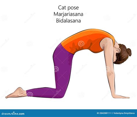 Marjariasana. Bidalasana stock vector. Illustration of support - 284288111