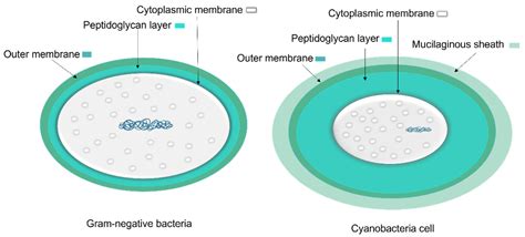 Cyanobacteria Diagram