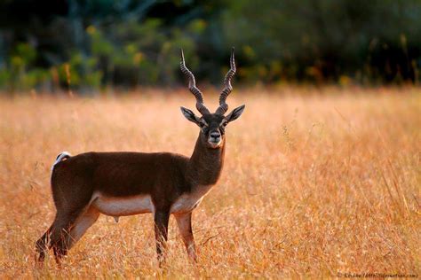 List of Official State Animals of India, Check which is of your State