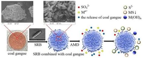 Study on the Effectiveness of Sulfate-Reducing Bacteria Combined with ...