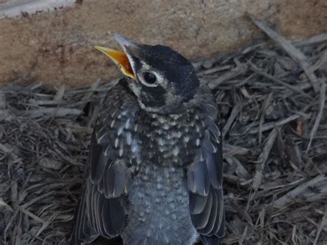 Exploding Trees Video 的图像结果