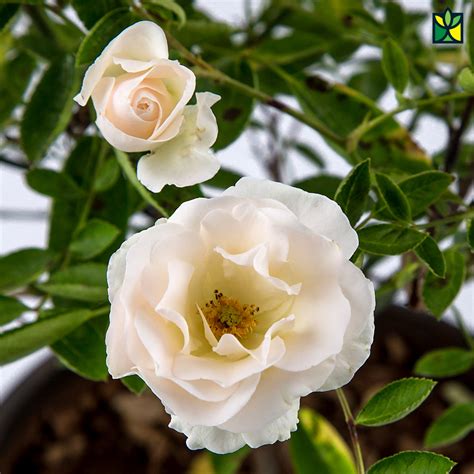 Summer Snow Rose - Gulab - Order Online