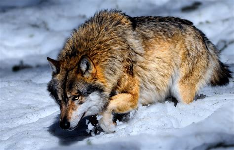 Majestic Wolf in Snow - HD Wallpaper