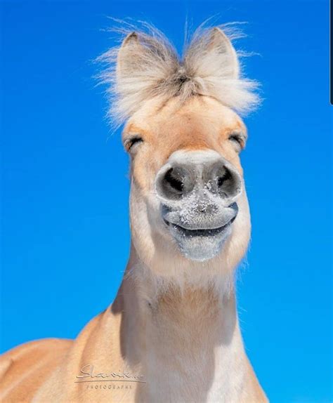 10 hilarious funny picture for horse lovers – Artofit