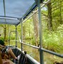 Image result for New Orleans Louisiana Swamp