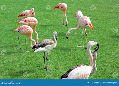 A Group of Flamingos on a Lawn Stock Photo - Image of feathers, eating ...