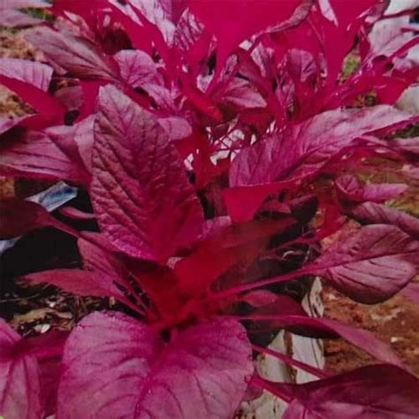 Buy Amaranthus Arun Red Seeds – High Yield, Open-Pollinated Variety