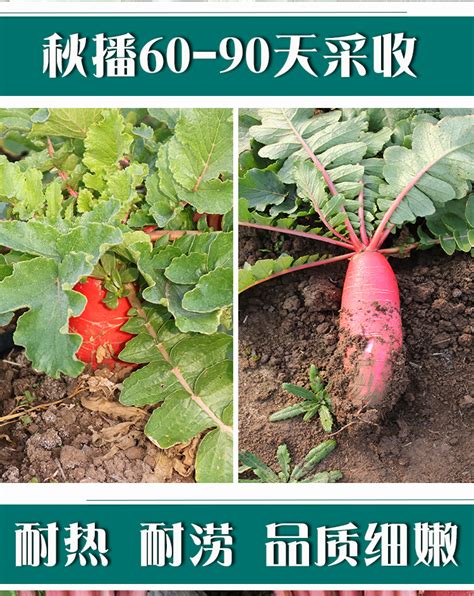 胡萝卜种植时间和方法_360新知