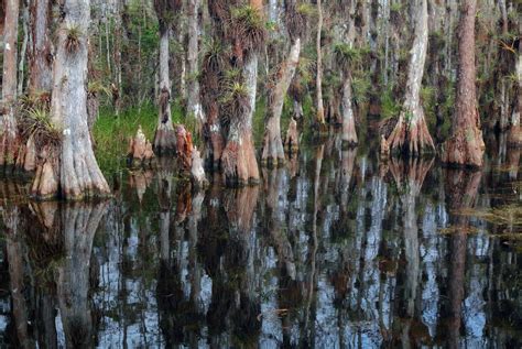 Visiter le parc national des Everglades : guide pratique et complet