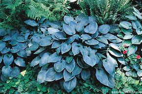 Image result for Hosta Blue Leaves