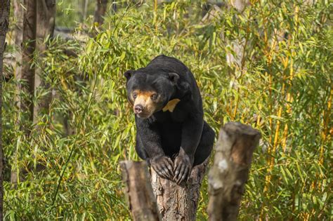 Meet the sun bears at Hertfordshire Zoo | Hertfordshire Zoo