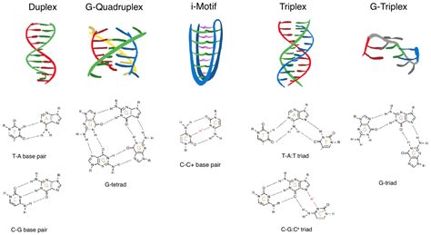 Gquadruplex Dna