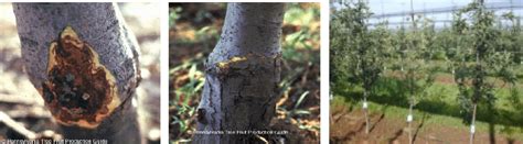 Image result for Tree Crown Rot