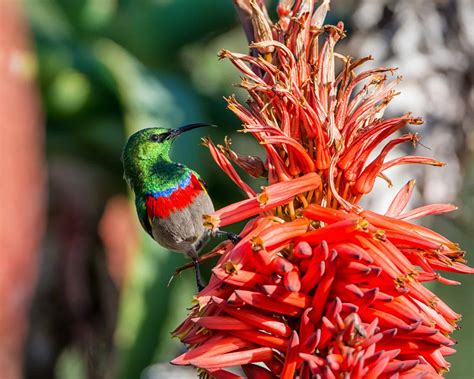 What Is the Longest Bird Name? (+ Scientific Names)