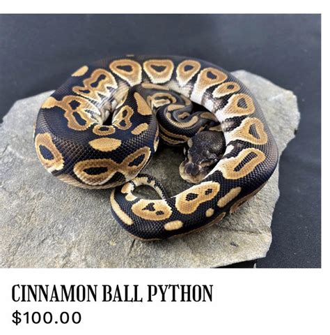 Image result for Ball Python Substrate
