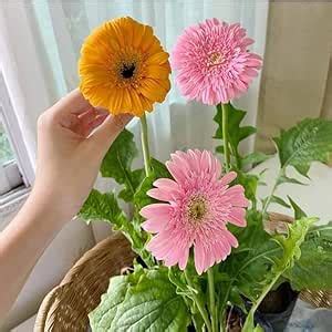 Gerbera plant seeds - Pack of Seeds 7 : Amazon.in: Garden & Outdoors