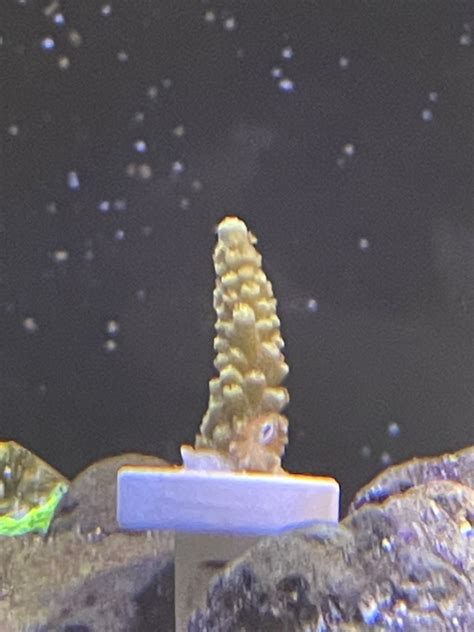 Corals Dying 的图像结果