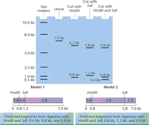 Image result for Restriction Enzyme Map