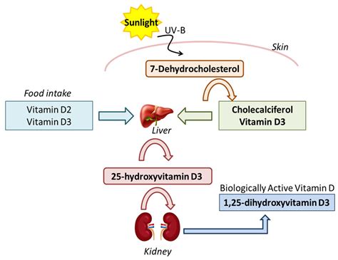 Getting enough vitamin D, without getting too much sun | Feature stories | The Florey