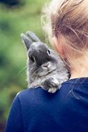 Image result for Bunnies in Love
