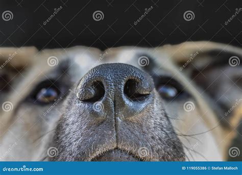 A Close Up of a Dogs Nose and Face Stock Photo - Image of dogs, puppy ...