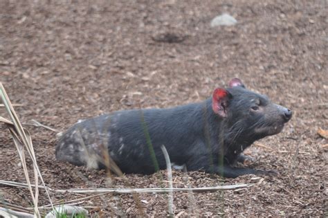 ZOOTOGRAFIANDO (6.100 ANIMALS): DIABLO DE TASMANIA / TASMANIAN DEVIL ...