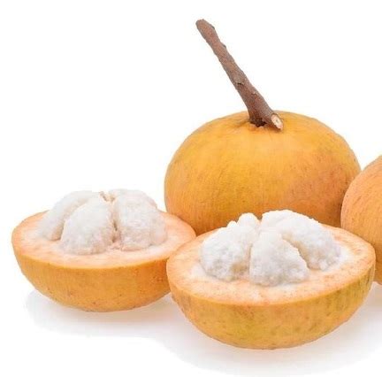 Image result for Kuning Kecapi