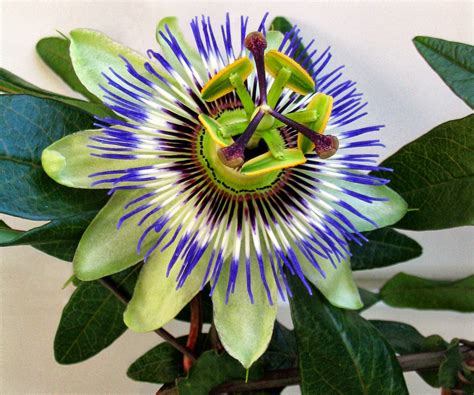 Do Passion Flowers Grow From Seed at William Noland blog