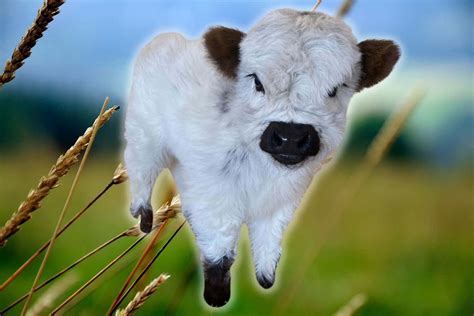 Cute Cow Pictures