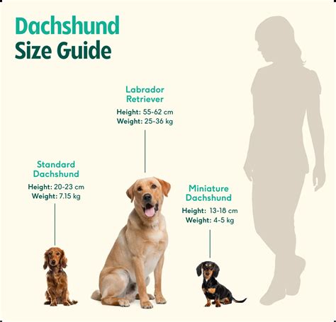 Dachshund breed insights: care, personality & expert tips | Lyka Blog