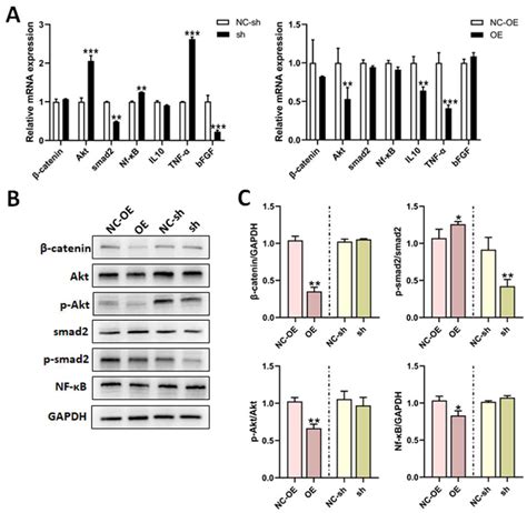 TGF-β1 Improves Nerve Regeneration and Functional Recovery After ...