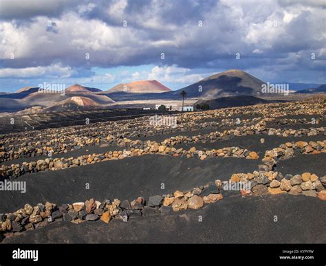 LANZAROTE WINE VINEYARDS La Geria rugged spectacular wine-growing area winter landscape picon ...