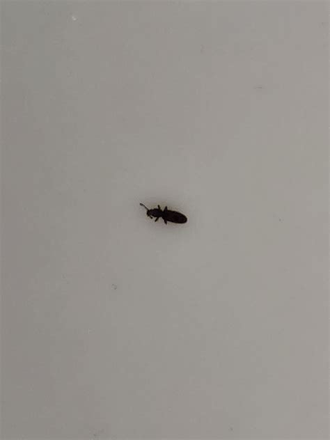 Grain beetles - PEST CONTROL CANADA