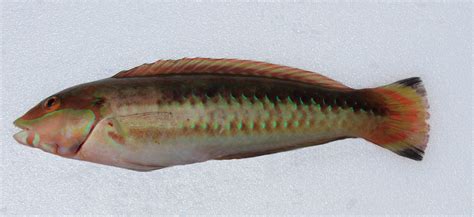 Slippery Dick | Mexico – Fish, Marine Life, Birds and Terrestrial Life