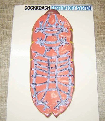 Cockroach Respiratory System 的图像结果