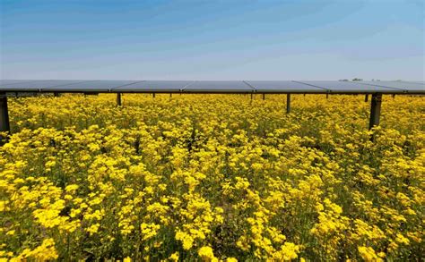 Image result for LightSource BP Logo