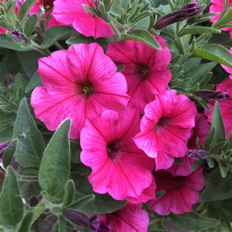 Petunia Supertunia Paradise 6 Pot Hello Hello Plants