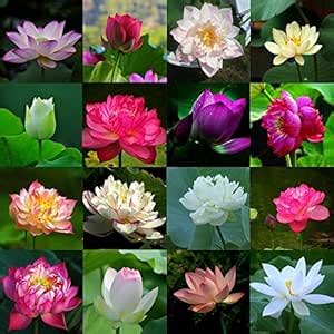 Floriculture Greens Water Lilly Flower Mix Colors Seed For Home ...