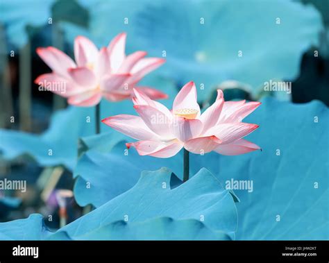 Lotus flower and Lotus flower plants Stock Photo - Alamy