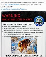 Image result for Mountain lion attacks man 