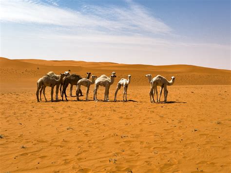 Visual diary 58. Baby camels | Spanish Lens