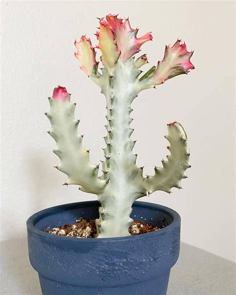 Euphorbia and Cacti: A Pink Growth Obsession