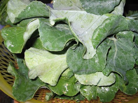 Green Smoothie Adventures: Broccoli leaves are edible... so into my ...